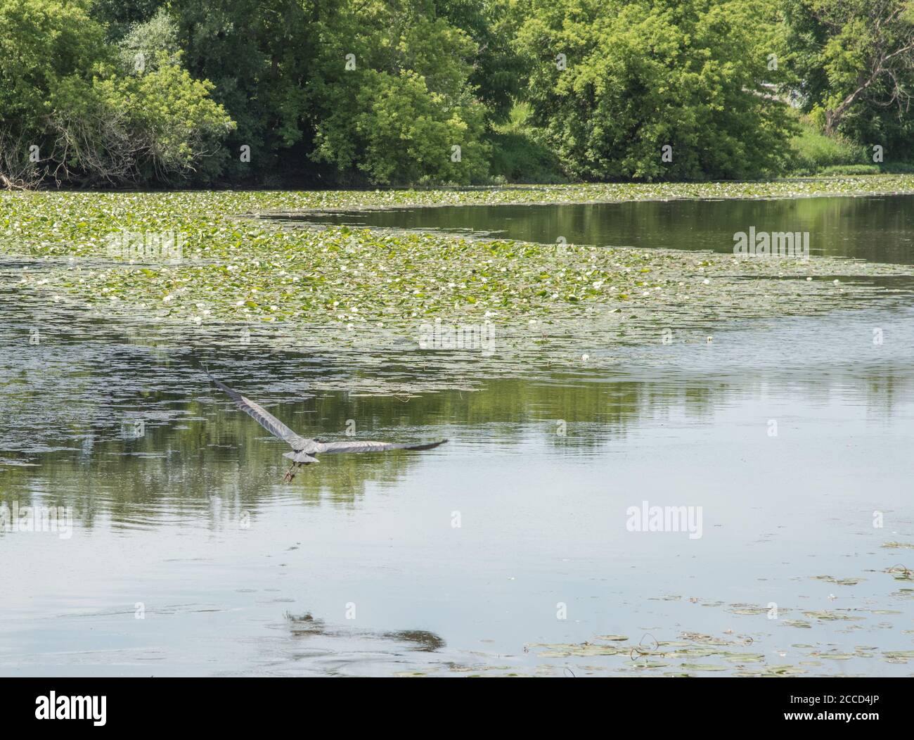 Heron im Flug über Feuchtgebiet See in seinem natürlichen Lebensraum in Reserve in Aurora, Illinois Stockfoto