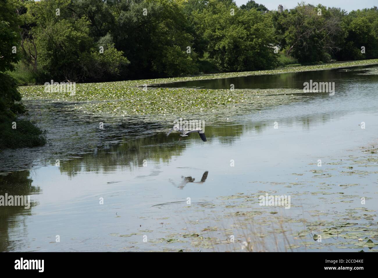 Heron im Flug über Feuchtgebiet See in seinem natürlichen Lebensraum in Reserve in Aurora, Illinois Stockfoto