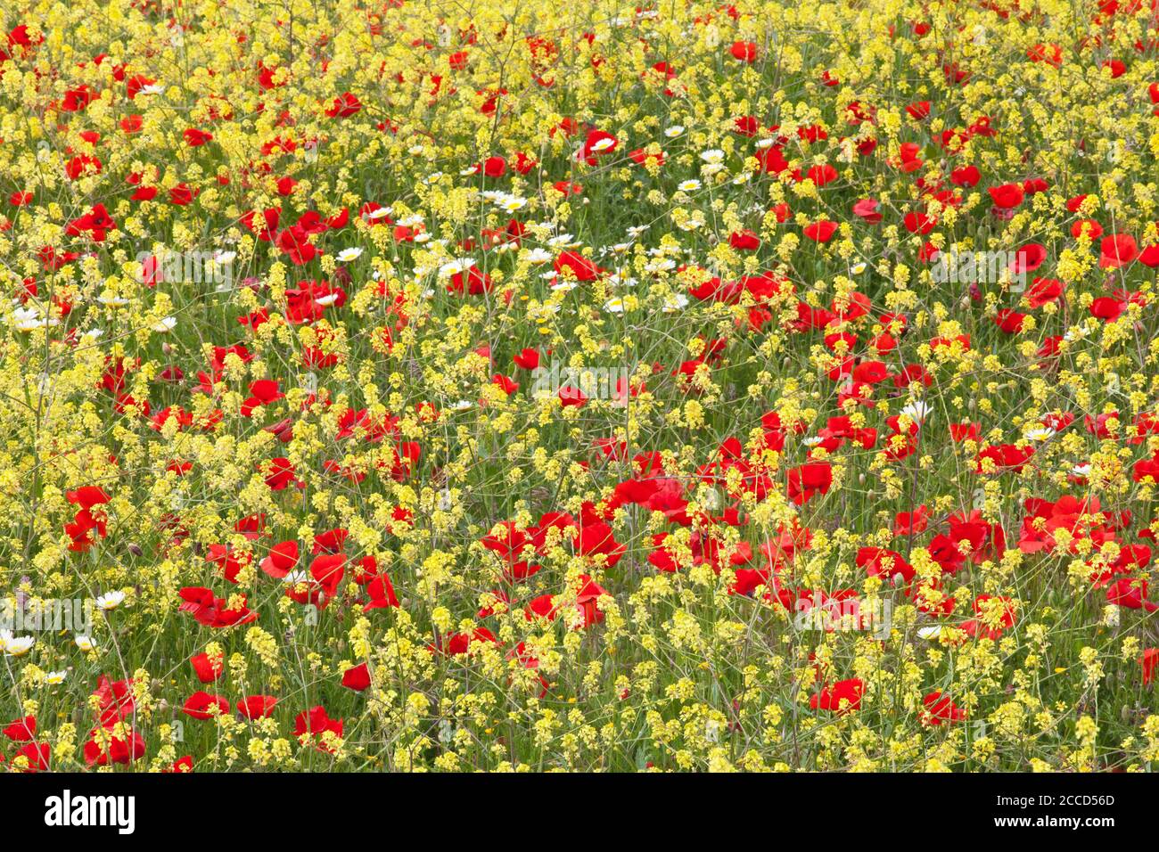 Blumenwiese in der Region Alentejo in Portugal Stockfoto