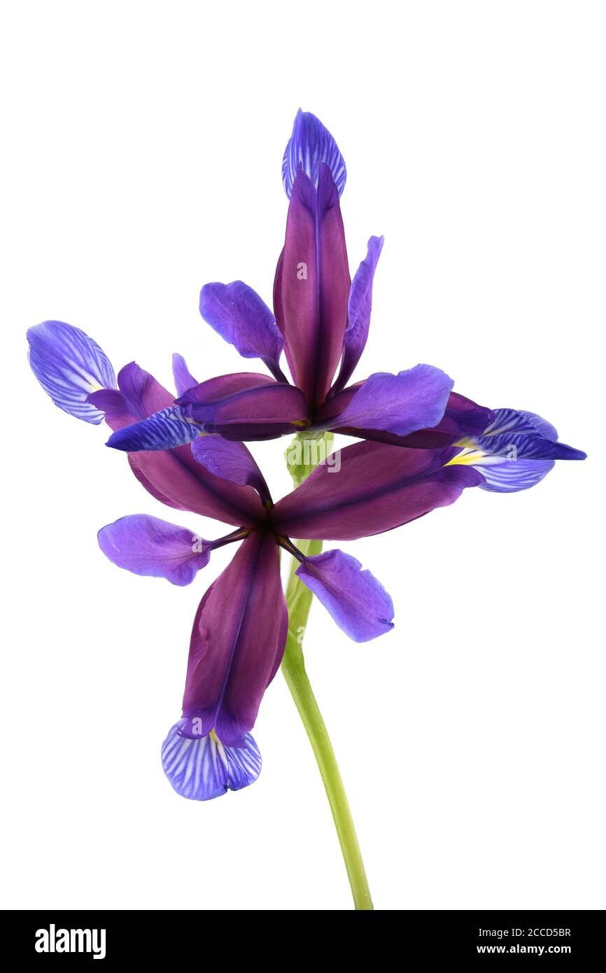 Lila Blume von Iris graminea isoliert auf weißem Hintergrund. Hochauflösendes Foto. Volle Schärfentiefe. Stockfoto