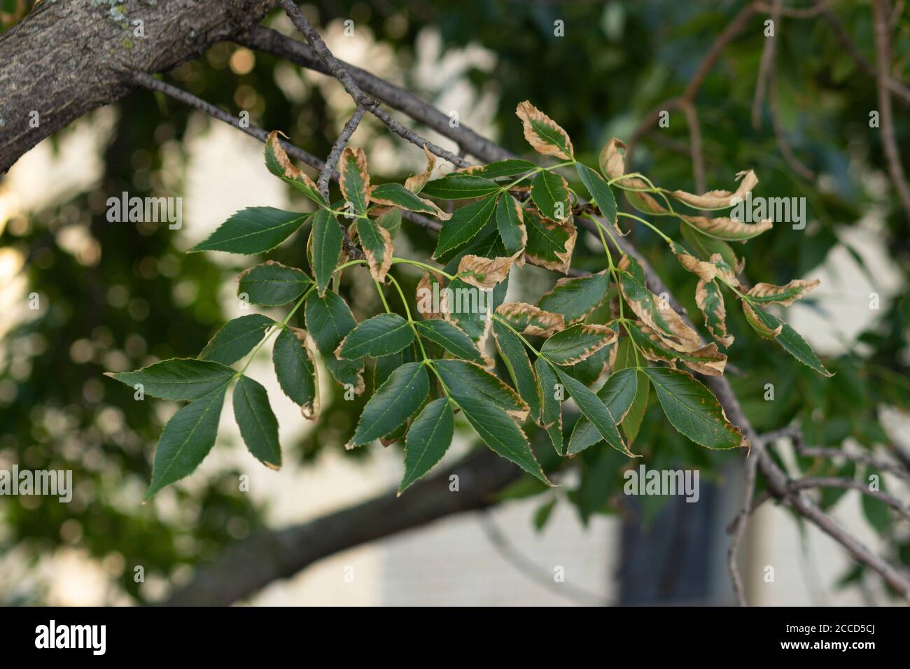 Blätter eines grünen Aschebaumes, bräunend an den Rändern Stockfoto