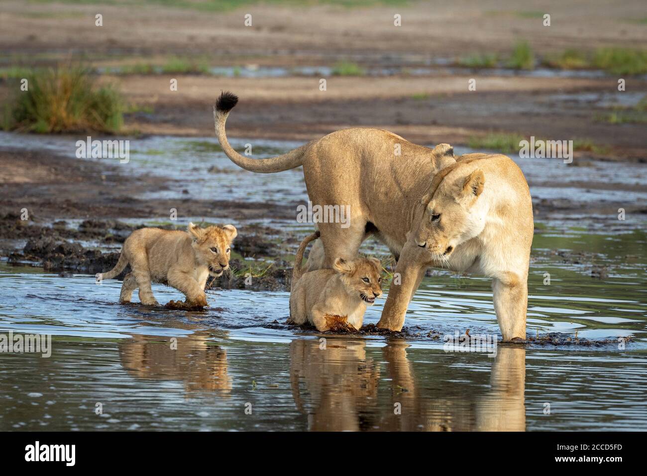 Die Löwin und ihre zwei jungen Löwen, die durch das Wasser gehen In Ndutu Tansania Stockfoto