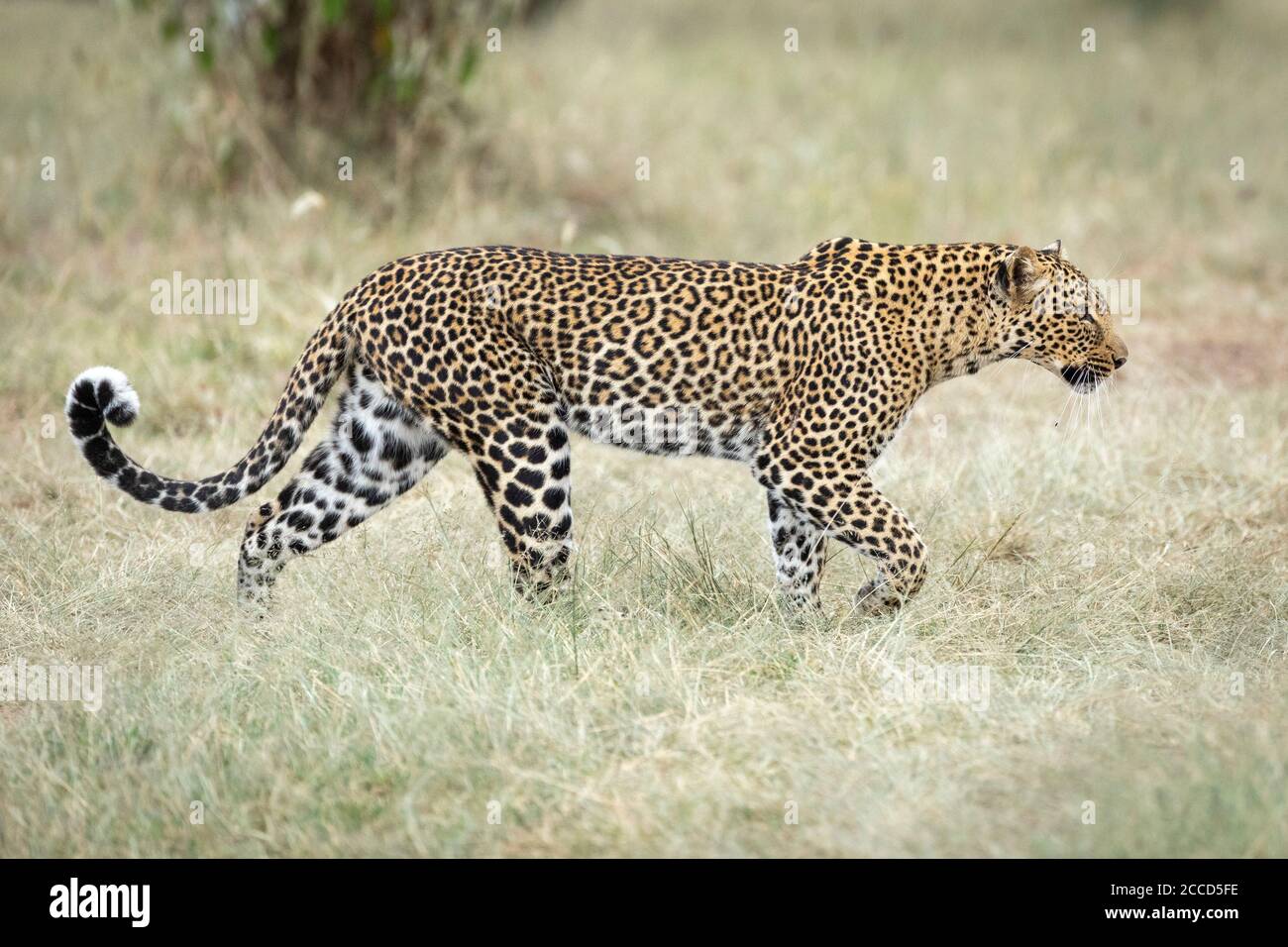 Erwachsene Leopard Walking alert in Masai Mara in Kenia Stockfoto