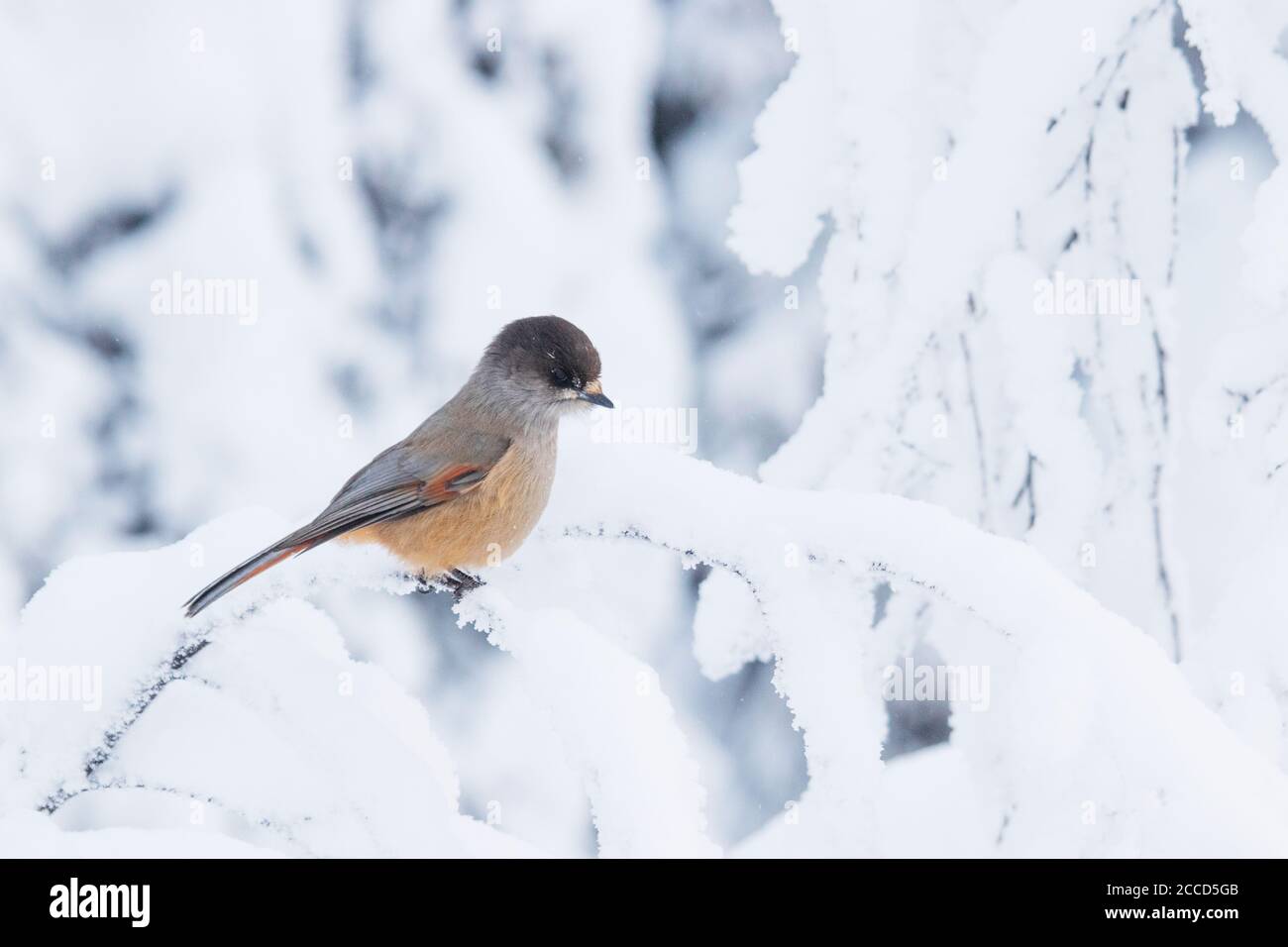 Neugieriger finnischer Vogel Siberian jay, Perisoreus infaustus auf einem verschneiten Ast im Winterwunderland in Valtavaara fiel in der Nähe von Kuusamo, Nordfinnland. Stockfoto
