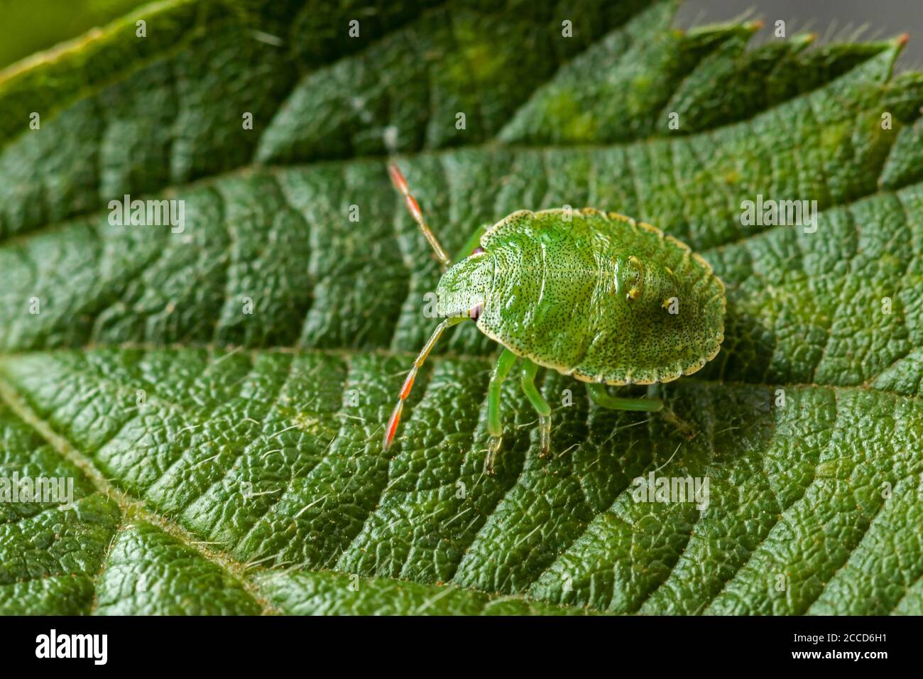 Grüner Shieldbug Palomino prasina Stockfoto