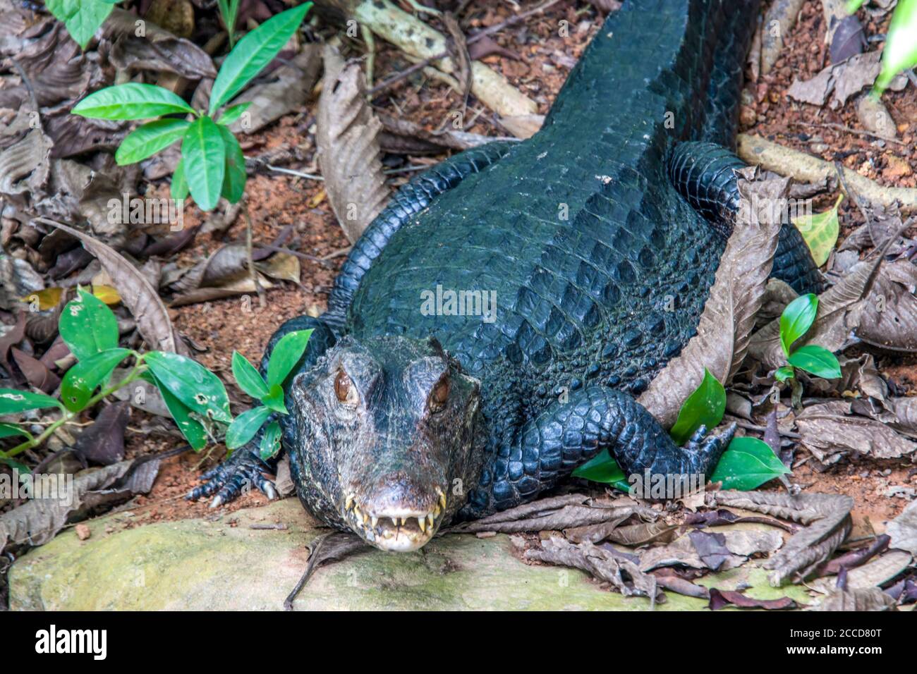 Das Nahaufnahme-Bild von Cuviers Zwergkaiman. Es ist ein kleiner Krokodil aus der Alligatorenfamilie aus Nord- und Mittel-Südamerika. Stockfoto