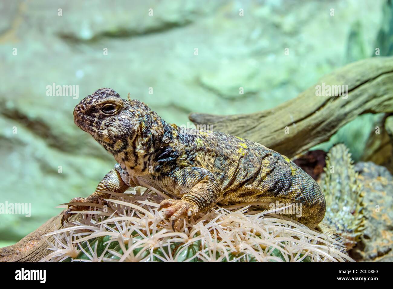 Kunstvolle Mastigure (Uromastyx ornata) ist eine Art von Eidechse aus der Familie Agamidae. Stockfoto