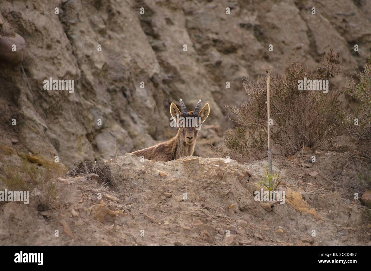 'Ich beobachte dich' - Iberische Wildziege (Capra pyrenaica) in der Wüste Tabernas (Almeria, Schmerz) Stockfoto