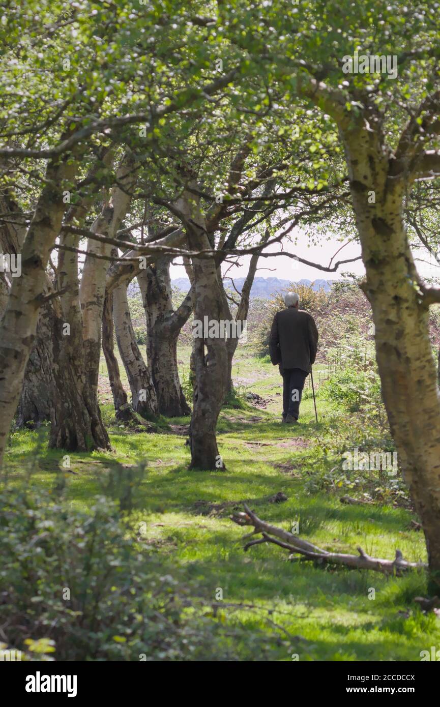 Alter Mann, Rentner, Wandern mit EINEM Wanderstock auf EINEM sonnenbeleuchteten Weg durch EINEN Wald ins Sonnenlicht. Aufgenommen bei Stanpit Marsh UK Stockfoto