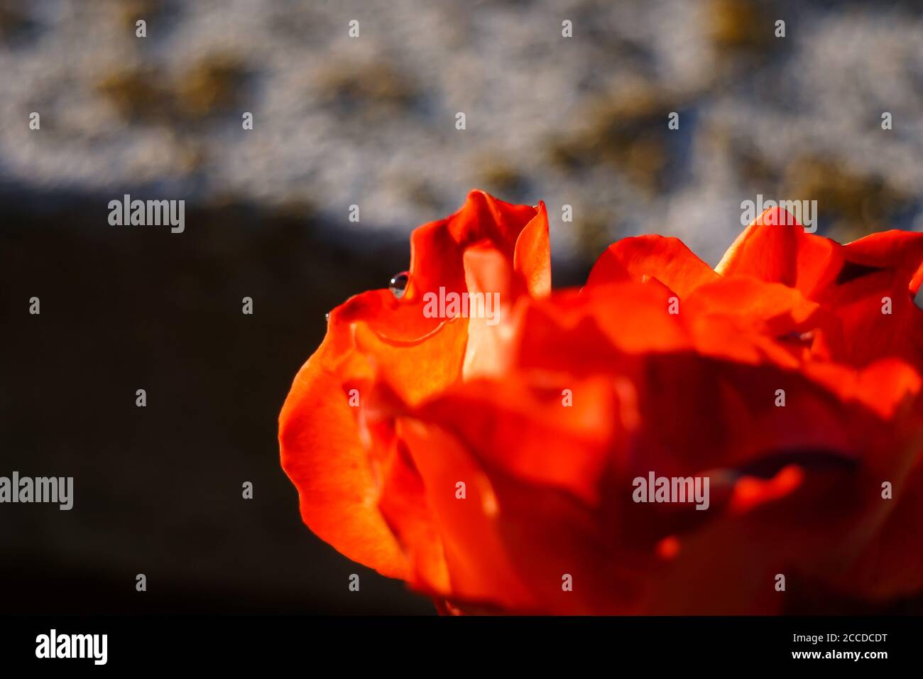 Rote Rose und ein Tropfen Wasser Stockfoto