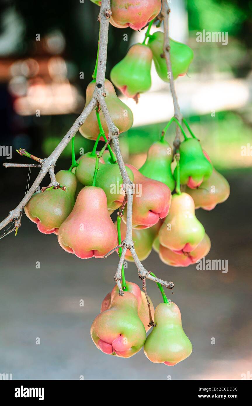 Frisches Wasser Apfel oder Rose Apfelfrucht hängen an Baum. Stockfoto