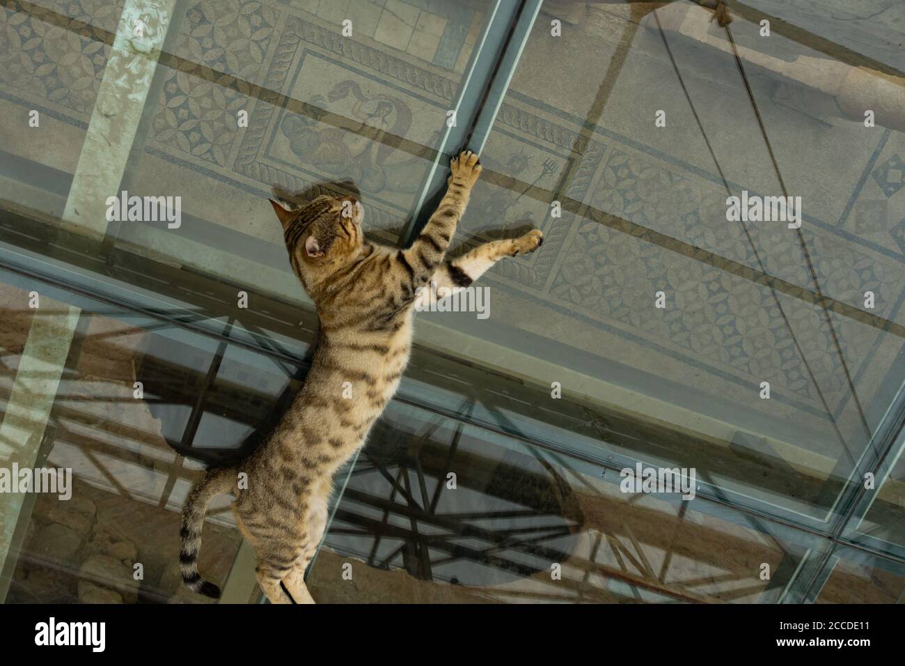 Eine Katze schläft über Venus in Ephesus Stockfoto