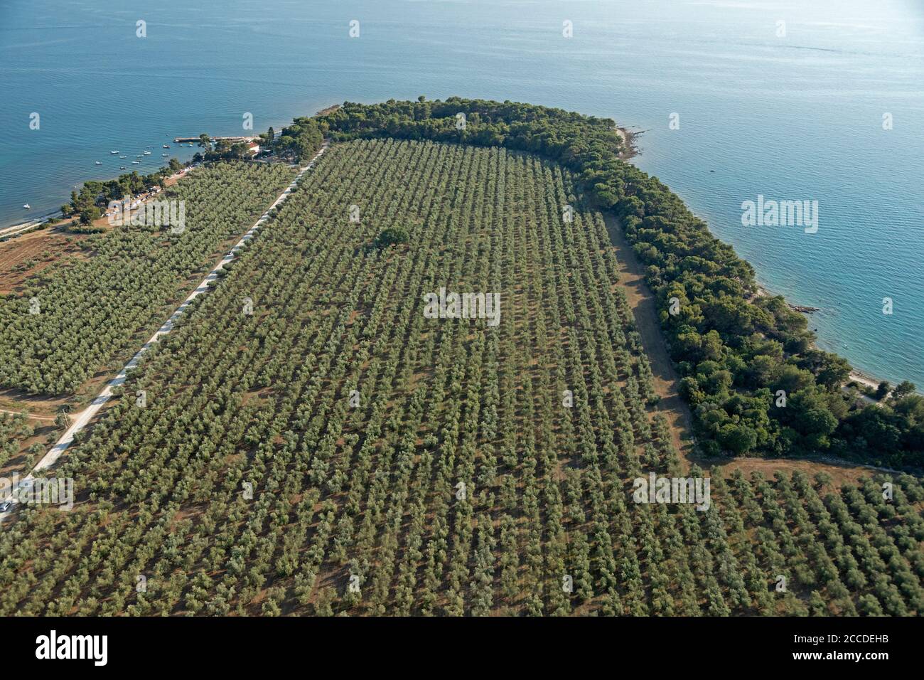 Luftbild, Olivenhain bei Bale, Istrien, Kroatien Stockfoto