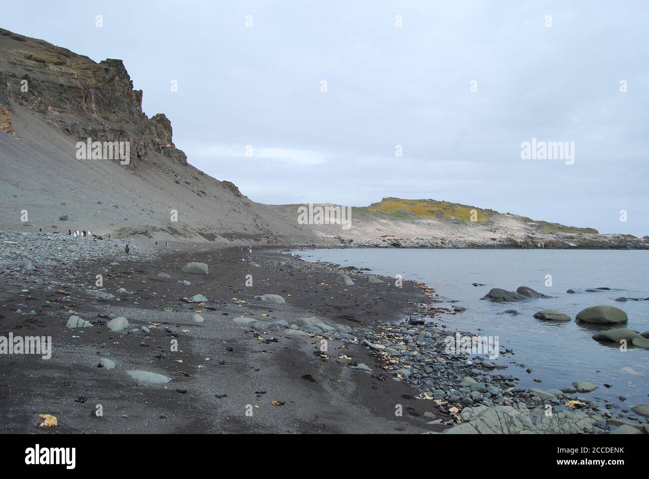 Hannah Point ist ein Punkt an der Südküste von Livingston Island in den südlichen Shetland Inseln, Antarktis. Hier sind die Pinguine Gentoo und Macaroni. Stockfoto