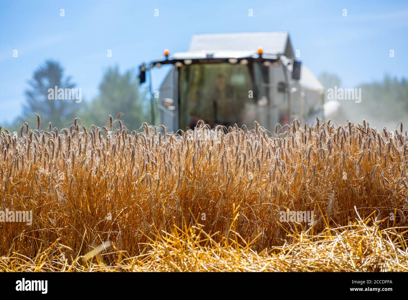 Mähdrescher Dreschen Getreide in einem Feld Stockfoto