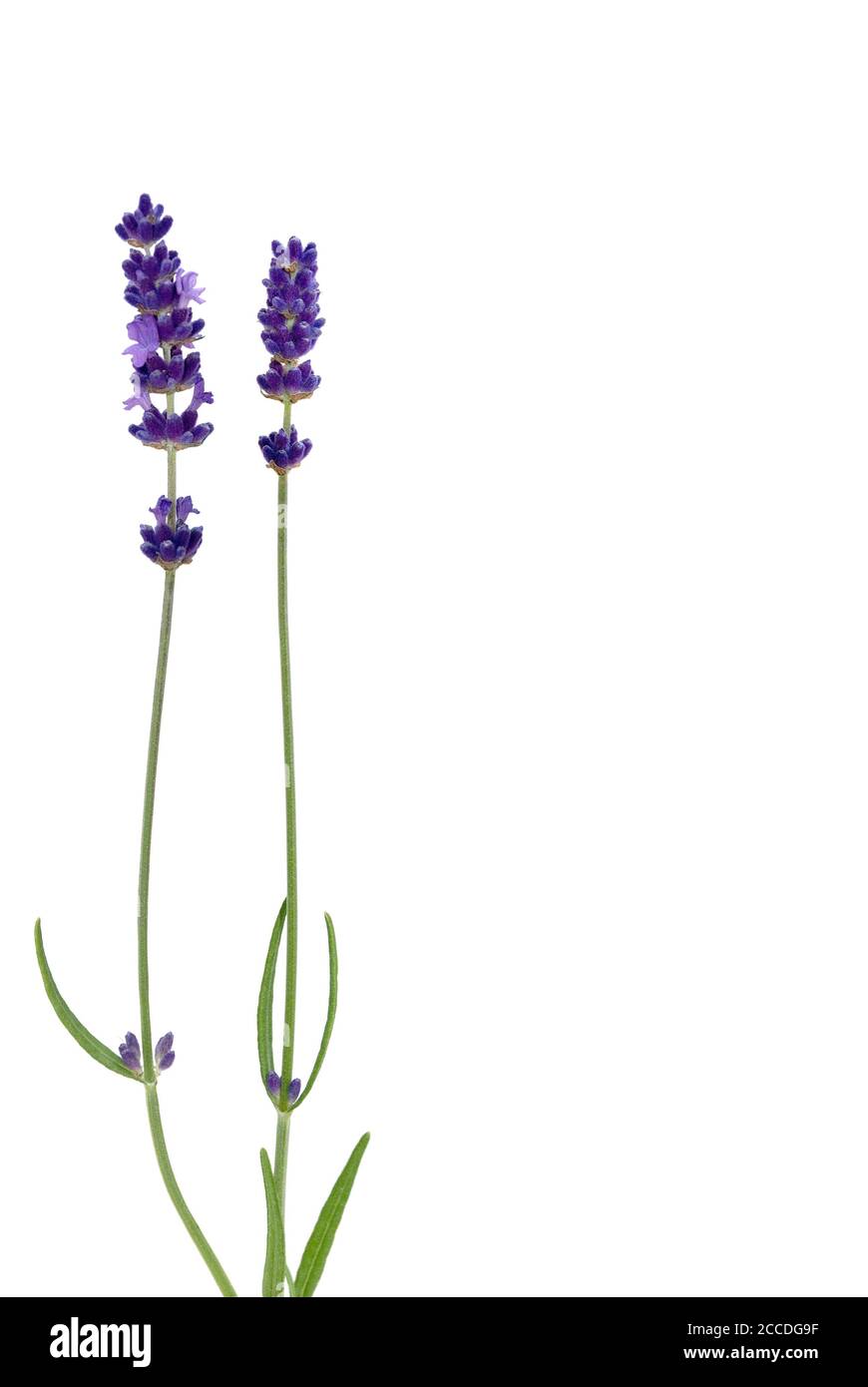 Lavendel auf weißem Hintergrund Stockfoto