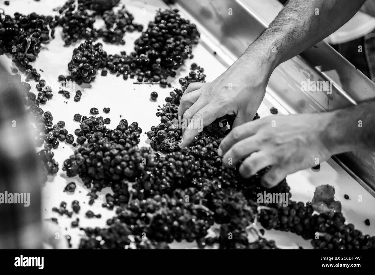 Körniges, kontrastreiches Schwarz-Weiß-Bild von männlichen Händen, die Weintrauben auf einem Förderband sortieren. Stockfoto