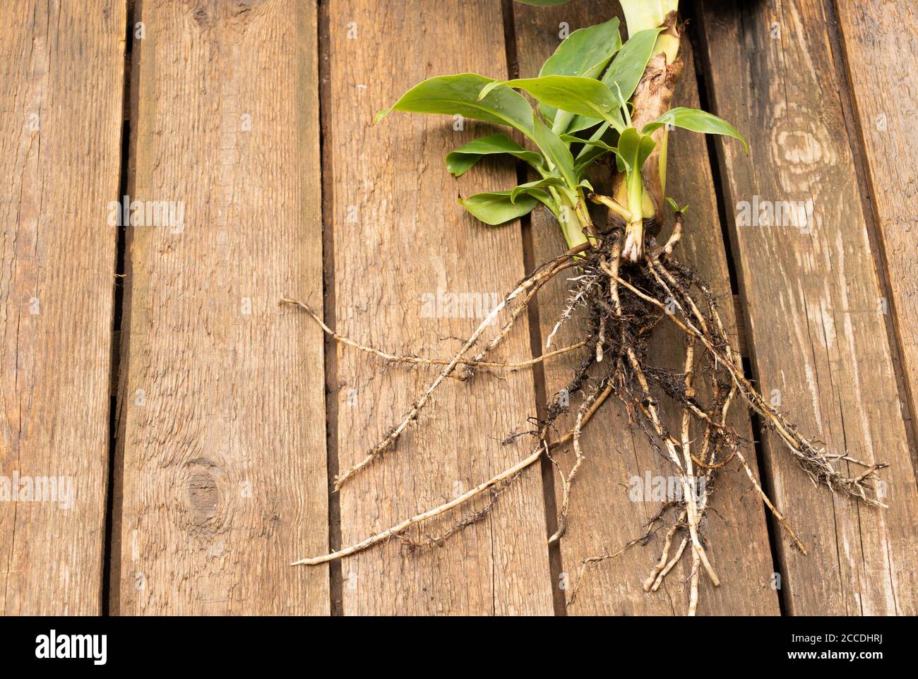 Banana Tree Wurzeln, das Einpflanzen einer Bananenstaude Konzept  Stockfotografie - Alamy