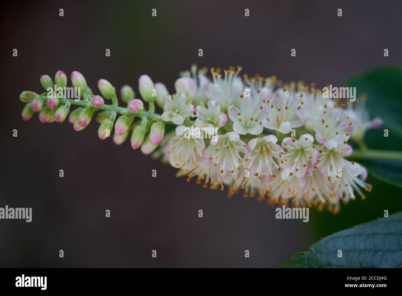 Clethra fargesii üppige duftende Blüte Stockfoto