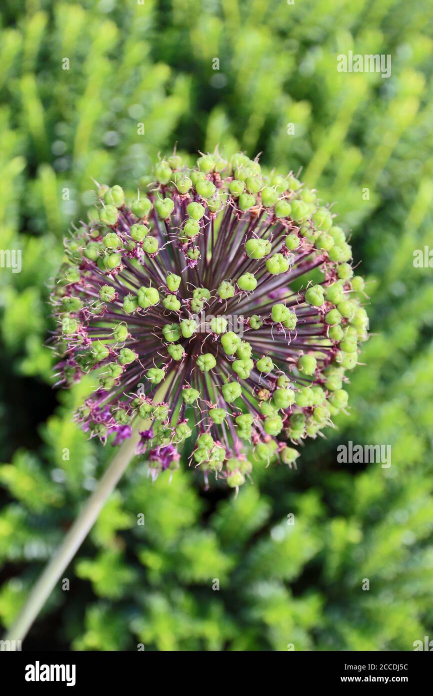 Samenkopf der Lila-Sensation von Allium Stockfoto