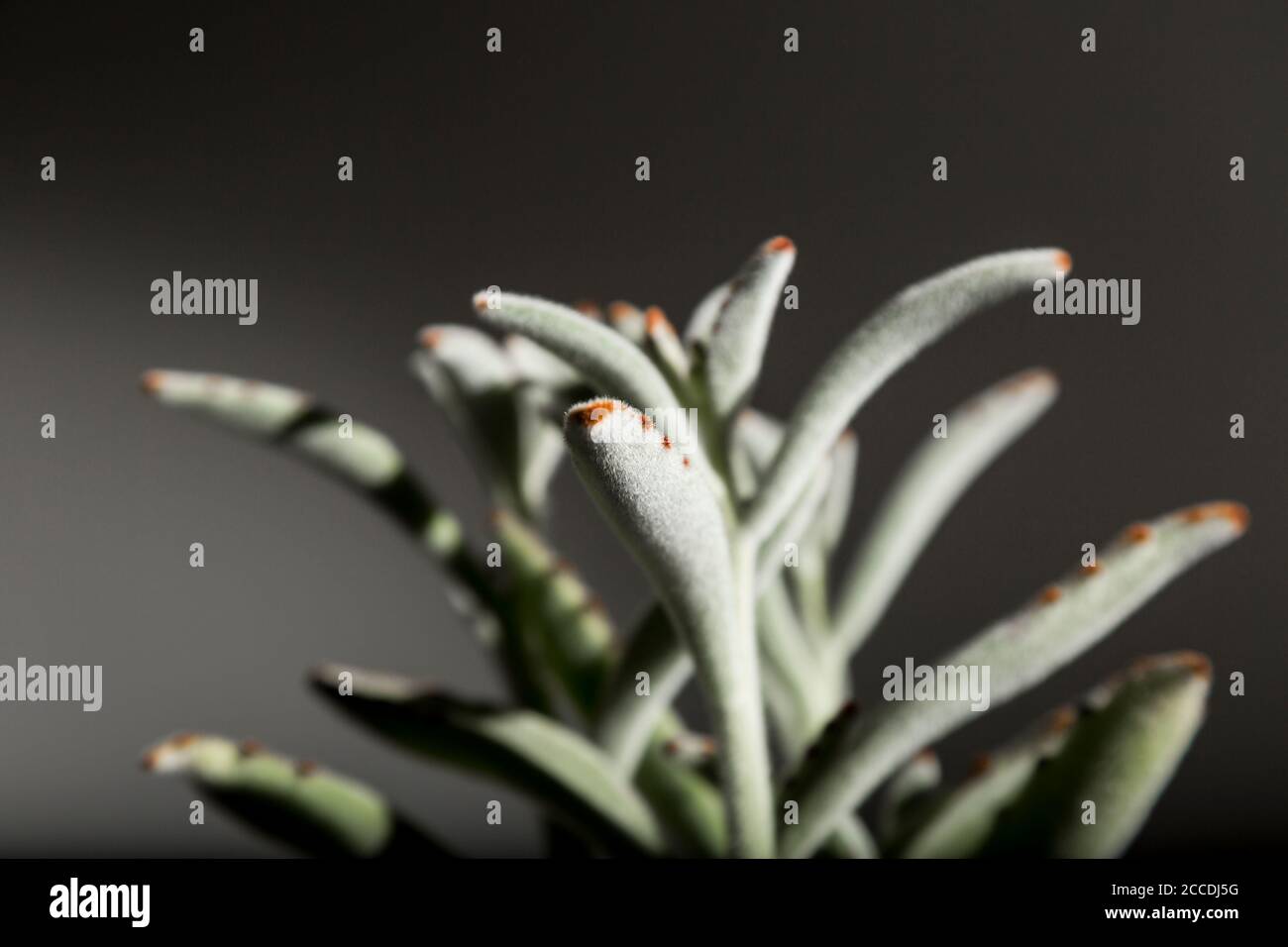 Nahaufnahme eines Sukkulenten: Panda-Pflanze oder Kalanchoe tomentosa auf dunkelgrauem Hintergrund. Stockfoto
