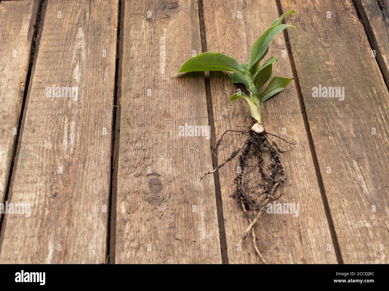 Winziger Zwerg Cavendish Bananenbaum auf Holzhintergrund. Im Prozess des repotting. Speicherplatz Kopieren. Stockfoto