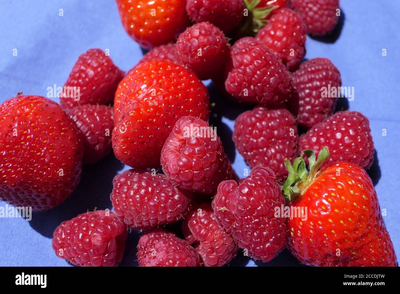 Makroaufnahme von sonnenbeschienenen gemischten Beeren - Erdbeeren und Himbeeren Auf blauem Hintergrund Stockfoto