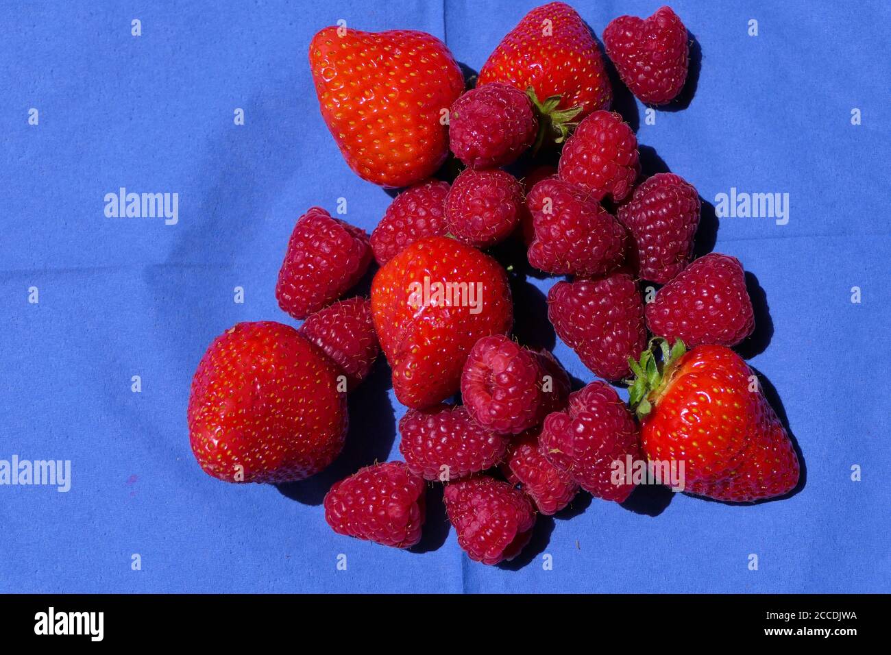 Luftaufnahme von sonnenbeschienenen Erdbeeren und Himbeeren auf einem blauen Hintergrund Stockfoto
