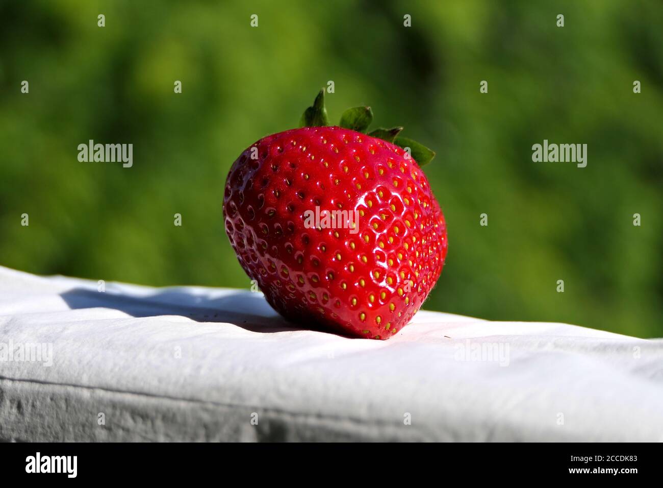 Nahaufnahme frisch sonnenbeschienene Erdbeere im Freien auf grünem Hintergrund Stockfoto