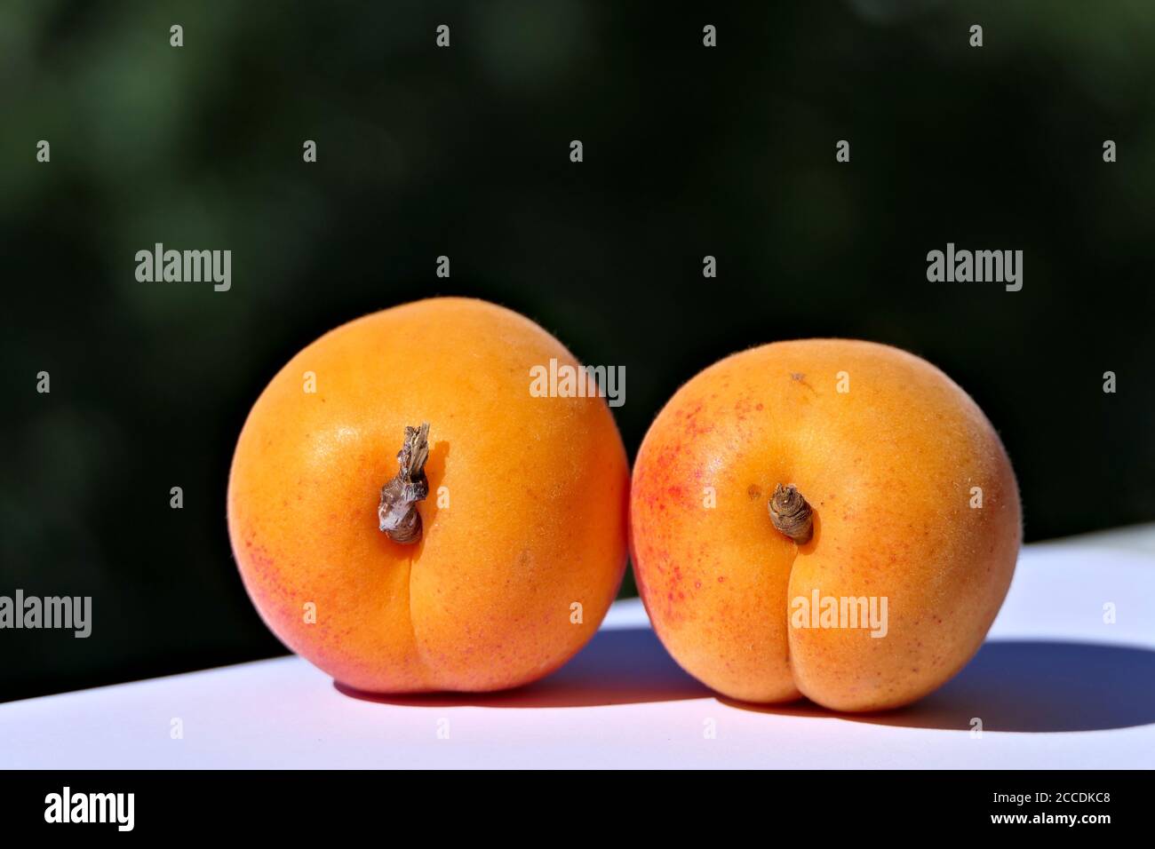 Nahaufnahme von zwei großen und saftigen Aprikosen im Freien mit einem Grüner Hintergrund Stockfoto