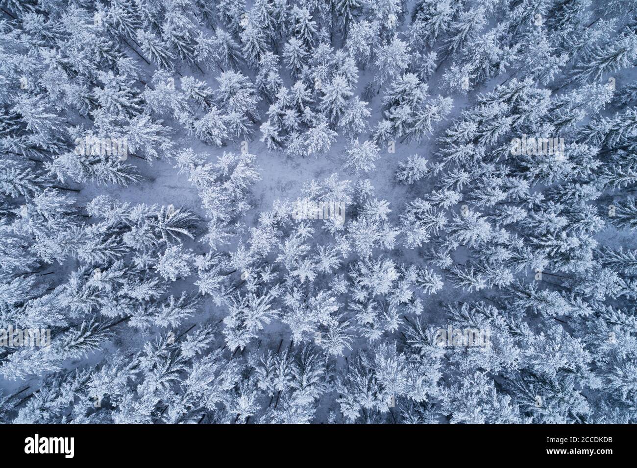 Ein Luftbild auf Winter Wunderland verschneiten borealen Nadelwald mit frostigen Kiefer und Fichte in der estnischen Natur, Nordeuropa. Stockfoto