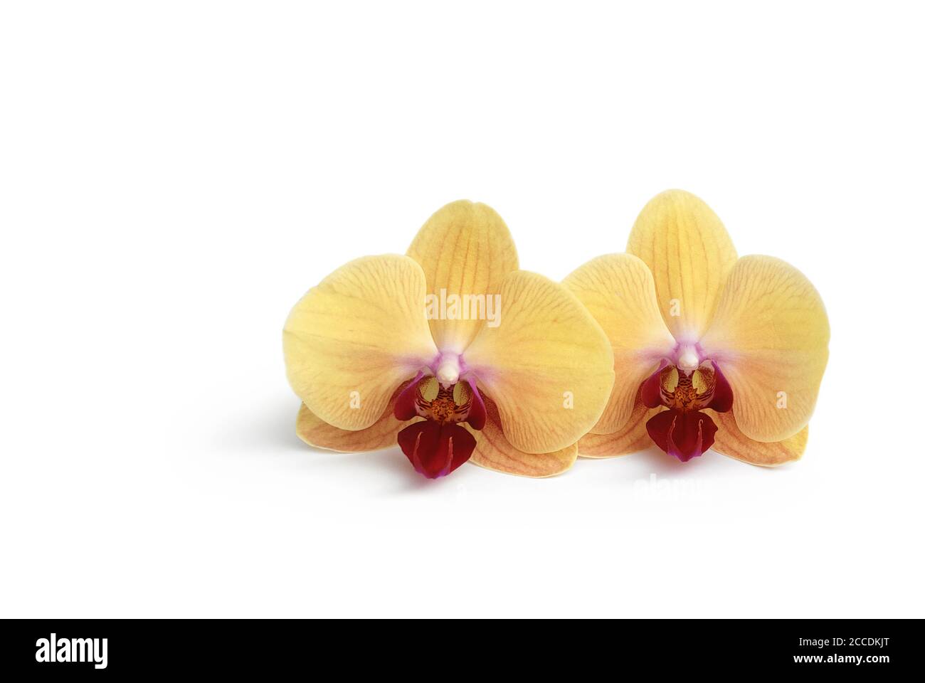 Zwei Orchideenblumen auf weißem Hintergrund Stockfoto