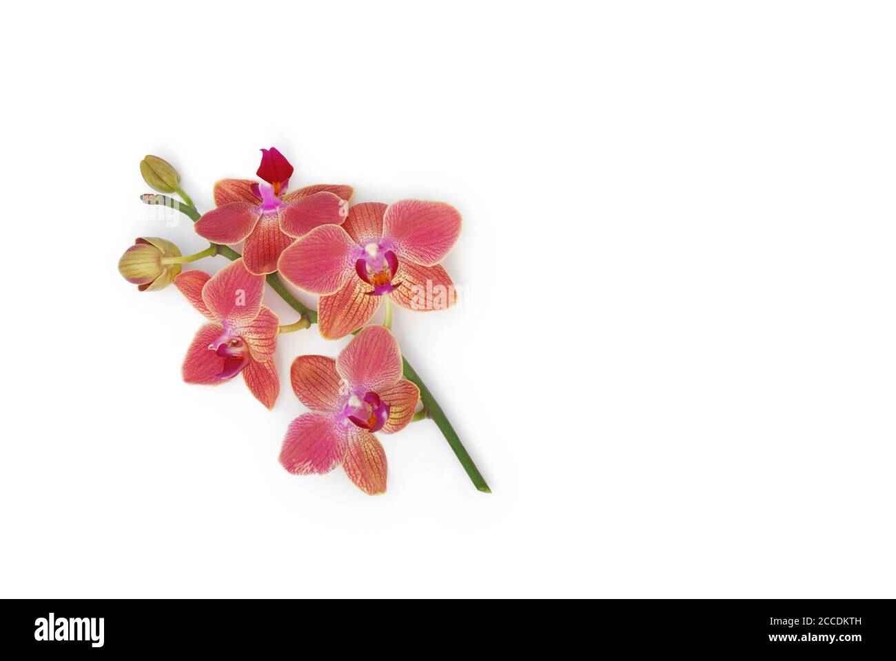 Orchideenzweig auf weißem Hintergrund Stockfoto