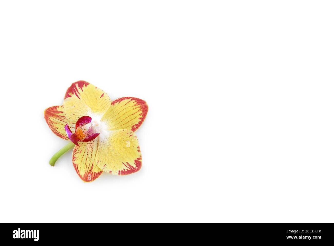 Orchidee Blume auf weißem Hintergrund Stockfoto