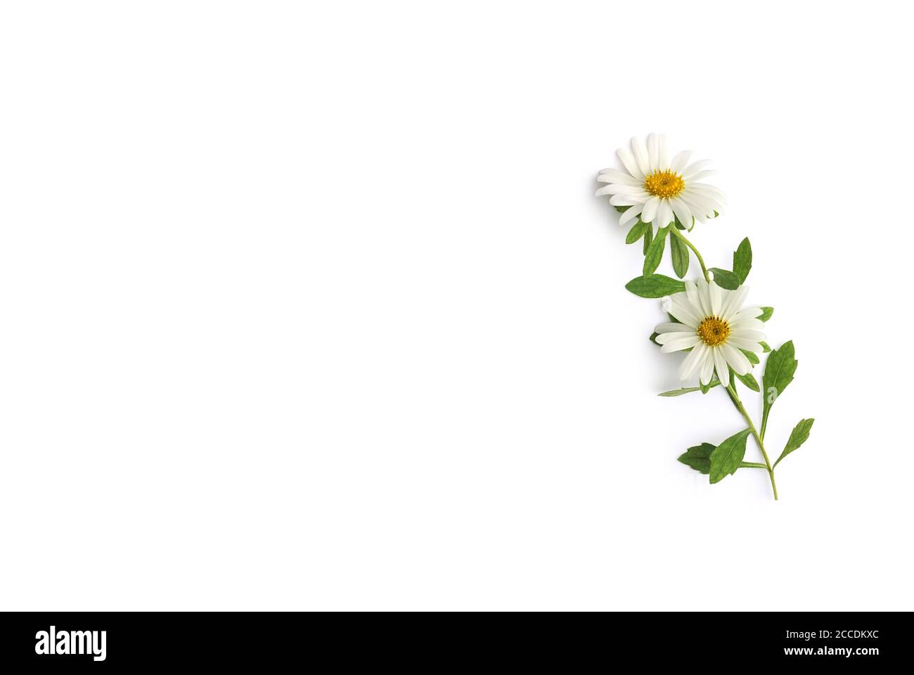 Isolierte Gänseblümchen liegt auf weißem Hintergrund Stockfoto