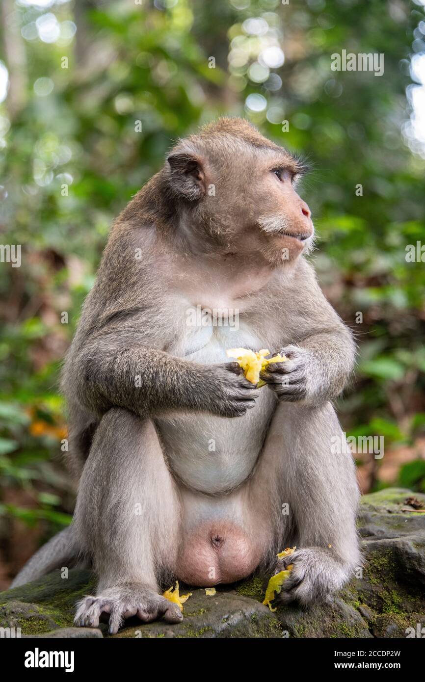 Der Affenwald Sangemh in der Nähe des Dorfes Sangemh im Südwesten Balis hat sechs Hektar Wald mit riesigen Muskatnussbäumen. Die wichtigsten Sehenswürdigkeiten er Stockfoto