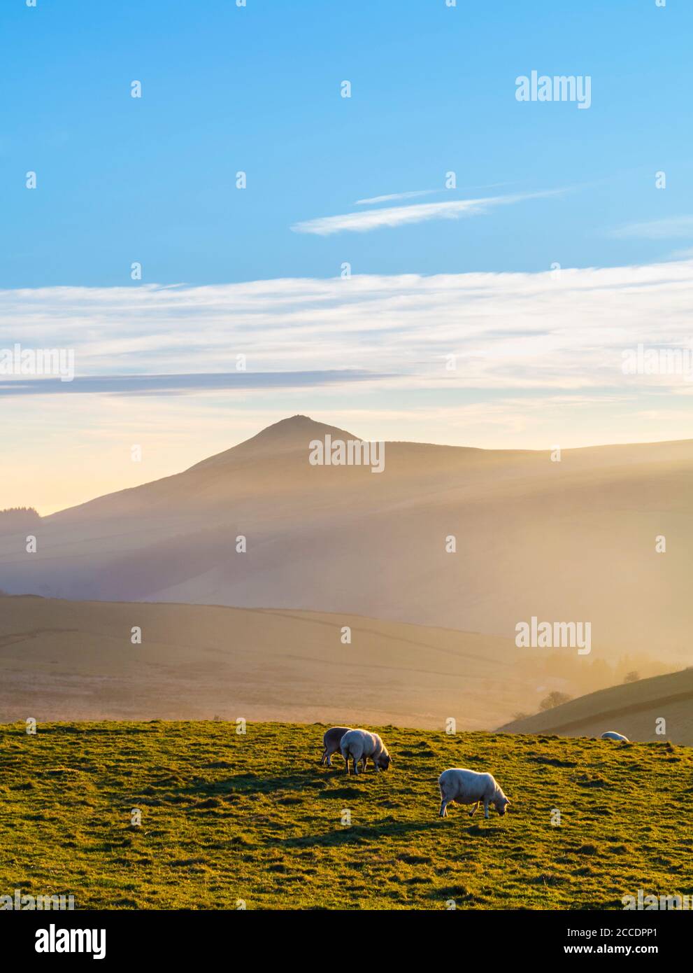 Schafe weiden auf dem Land in der Nähe von Shutlingsloe in der East Cheshire Region des Peak District England Großbritannien Stockfoto