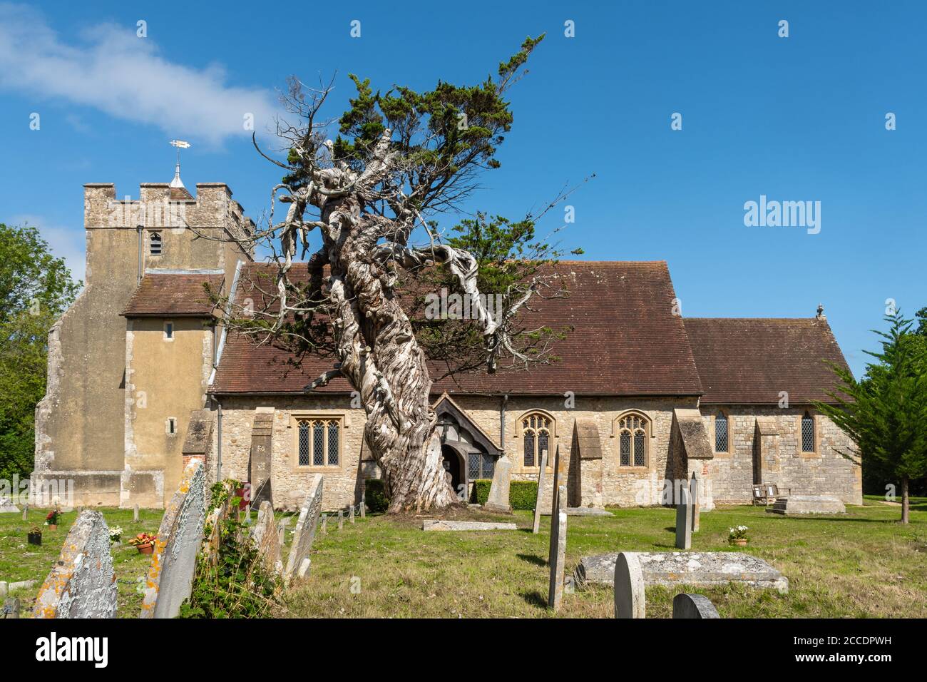 St. James Dorfkirche in Birdham Dorf mit dem alten Monterey Zypressenbaum (Cupressus macrocarpa) in der Kirchhof, West Sussex, Großbritannien Stockfoto
