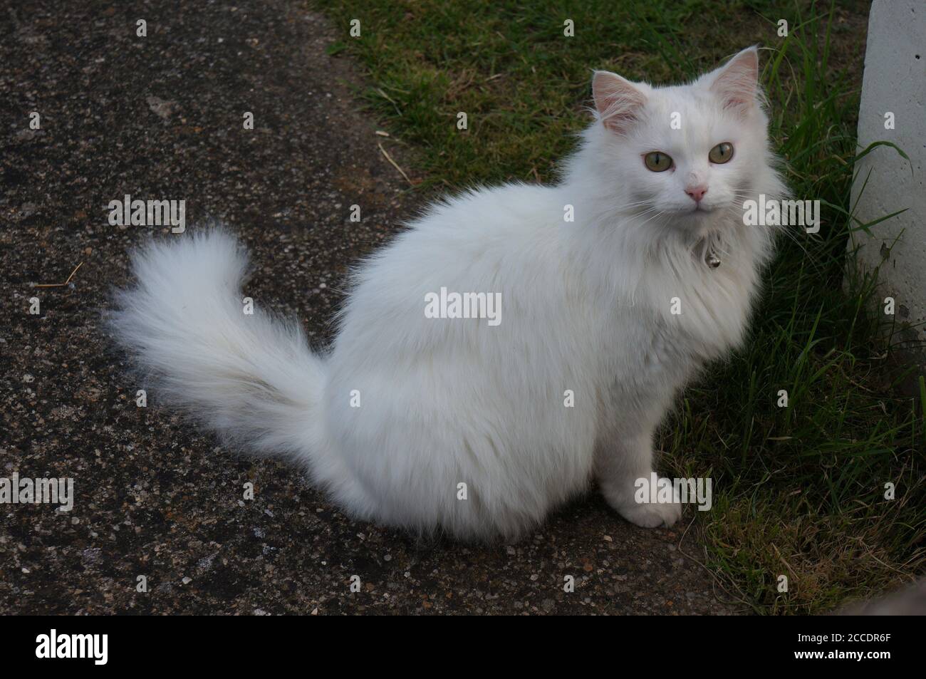 Eine langhaarige weiße Katze, die im Garten sitzt Stockfoto