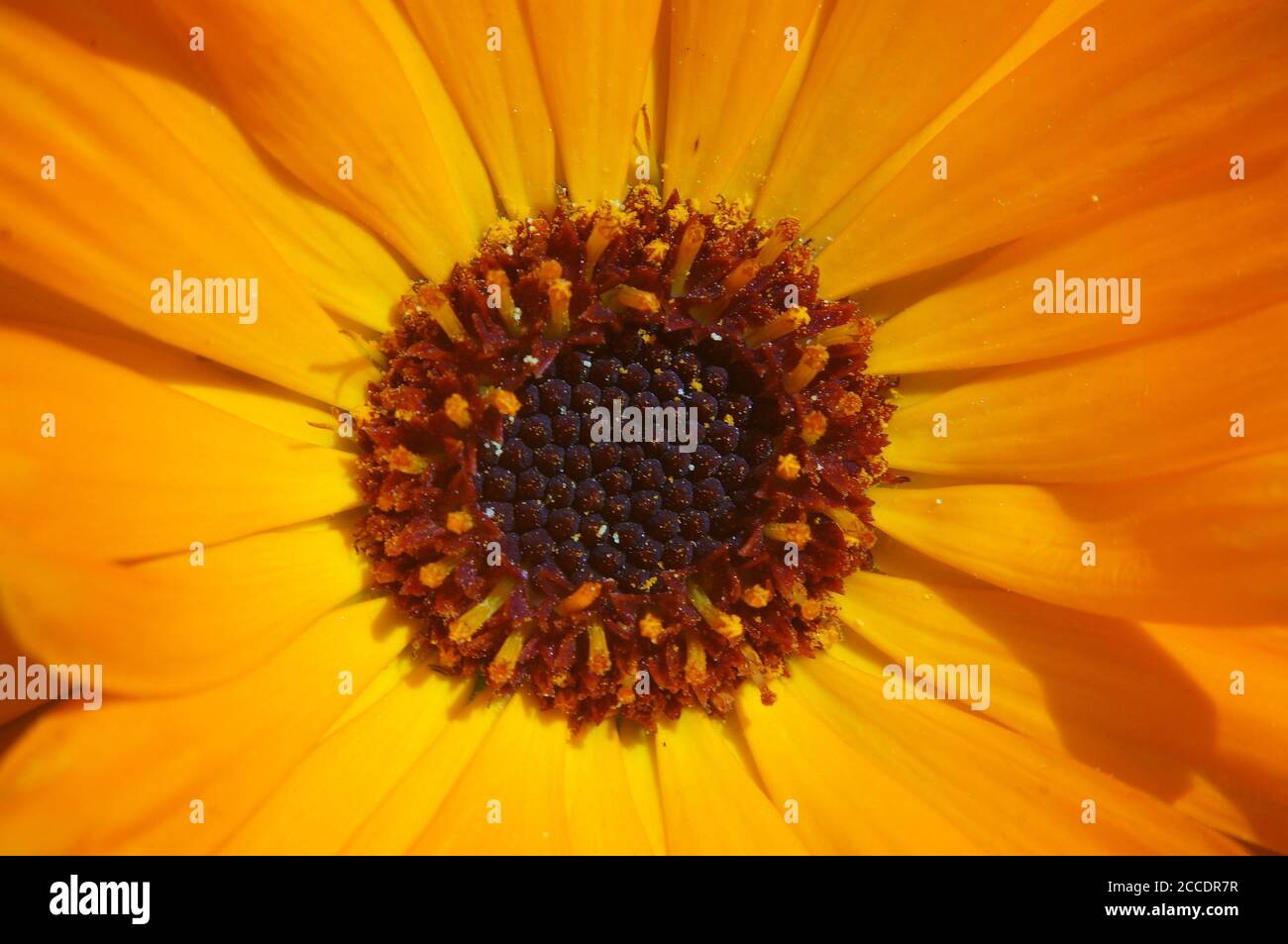 Extreme Nahaufnahme einer englischen Ringelblume (Calendula officinalis) Stockfoto