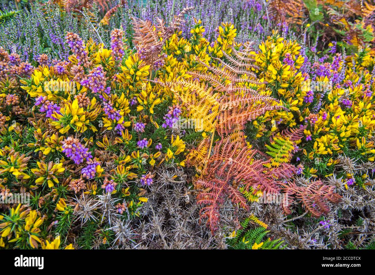 Glockenheide (Erica cinerea) und westliche Gorse / Zwergfurze (Ulex gallii) im Sommer in Blüte Stockfoto
