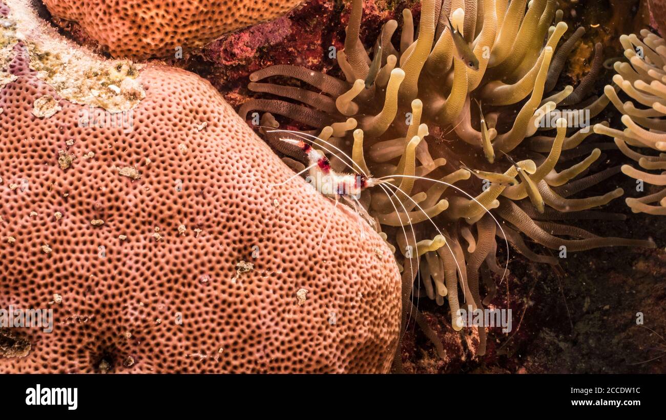 Nahaufnahme von Korallenriffs in Korallenriff von Das Karibische Meer / Curacao mit Meer Anemone Stockfoto