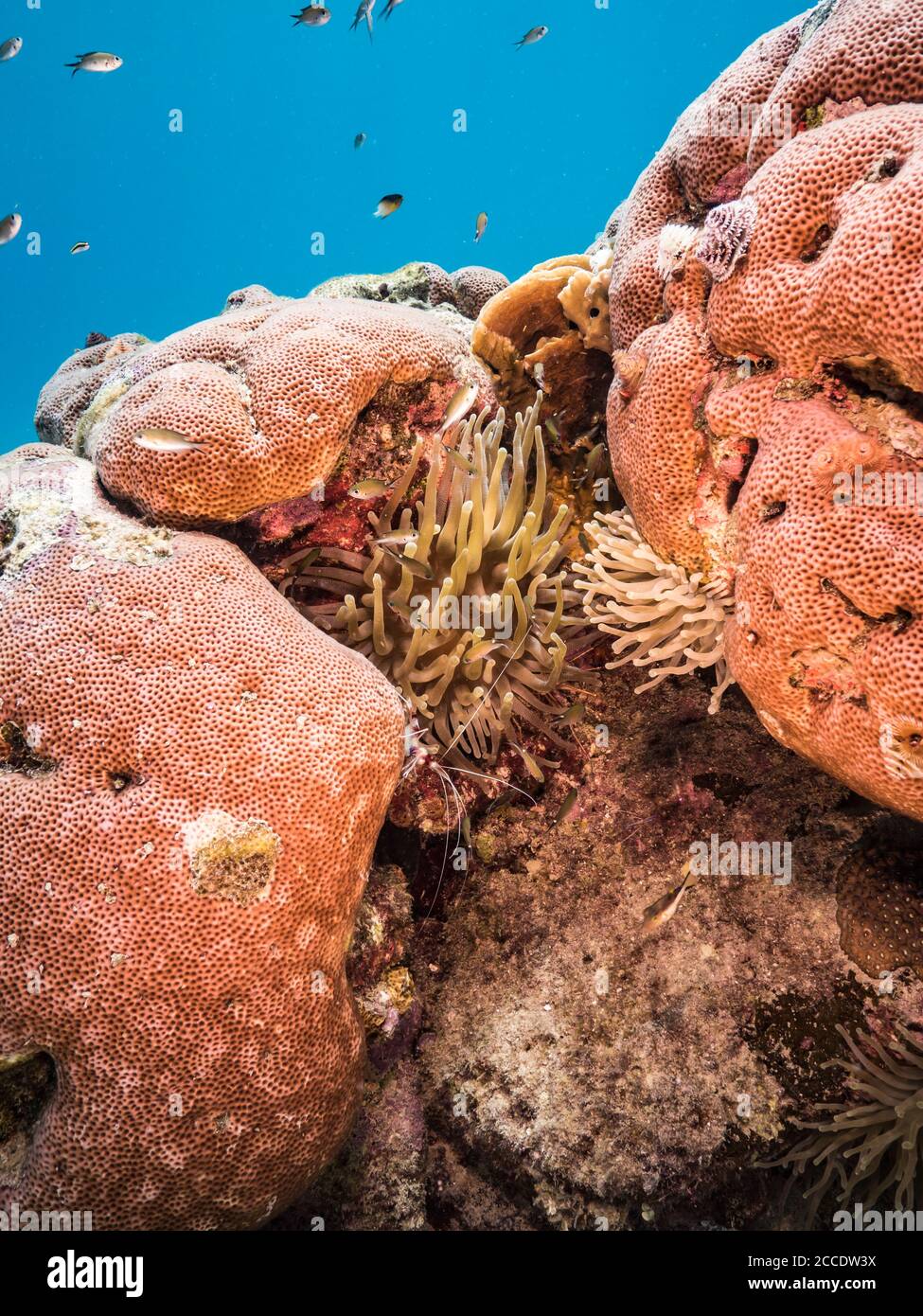 Gebänderte Korallenschimps und Seeanemone Stockfoto