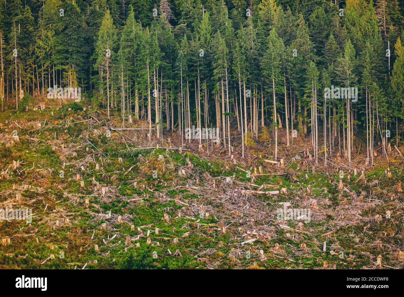 Entwaldung von Alaska Wald Natur im Freien Hintergrund. Stockfoto