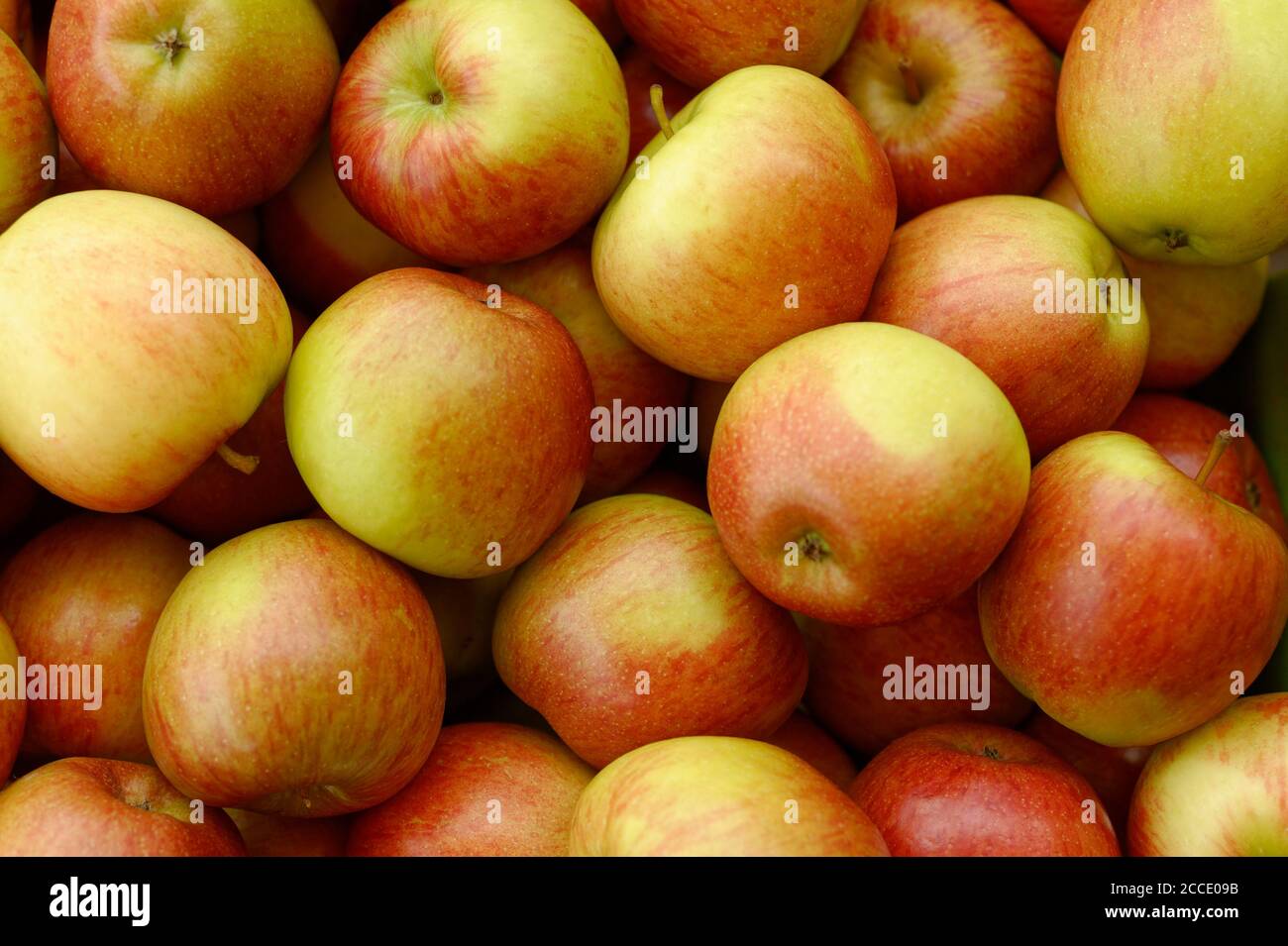 TOPAZ ÄPFEL Stockfoto