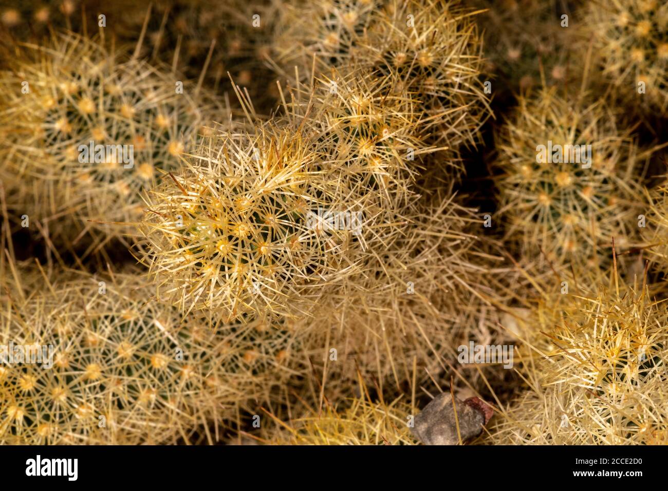 Stängel des Nadelfingerkaktus (Mammillaria echinaria) Stockfoto