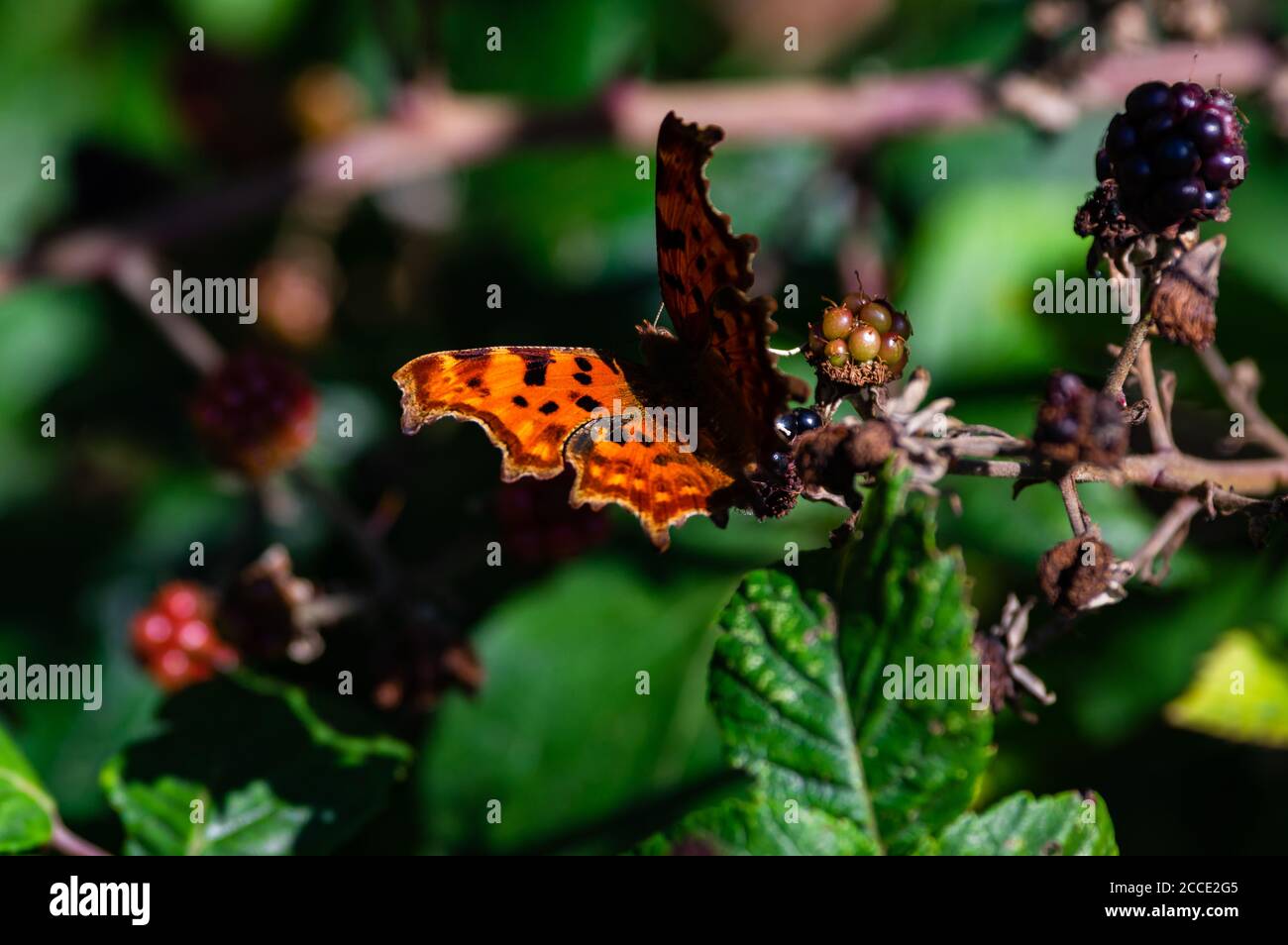 Ein Komma Schmetterling thront auf schattigen Brambles in warmen späten Nachmittag Sonnenlicht. Farley Mount, Hampshire, England. Stockfoto