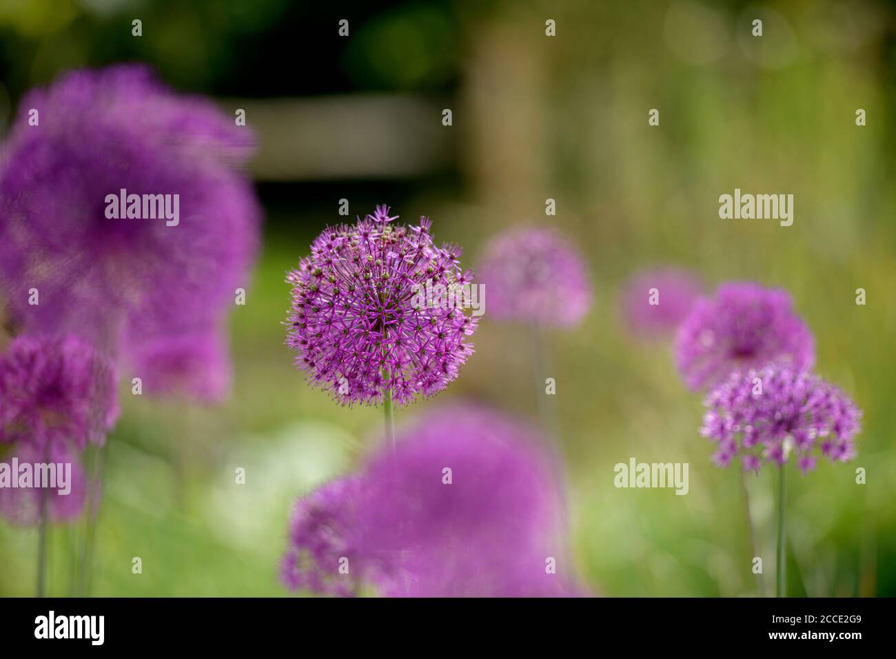 Blühende Allien in einem Sussex Sommergarten in Großbritannien. Stockfoto