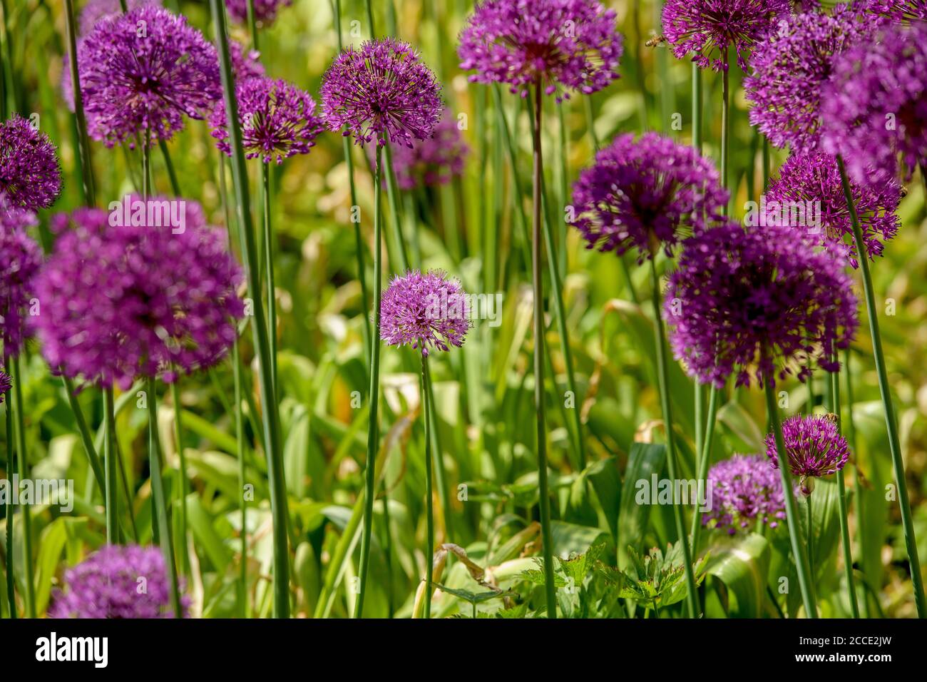 Blühende Allien in einem Sussex Sommergarten in Großbritannien. Stockfoto