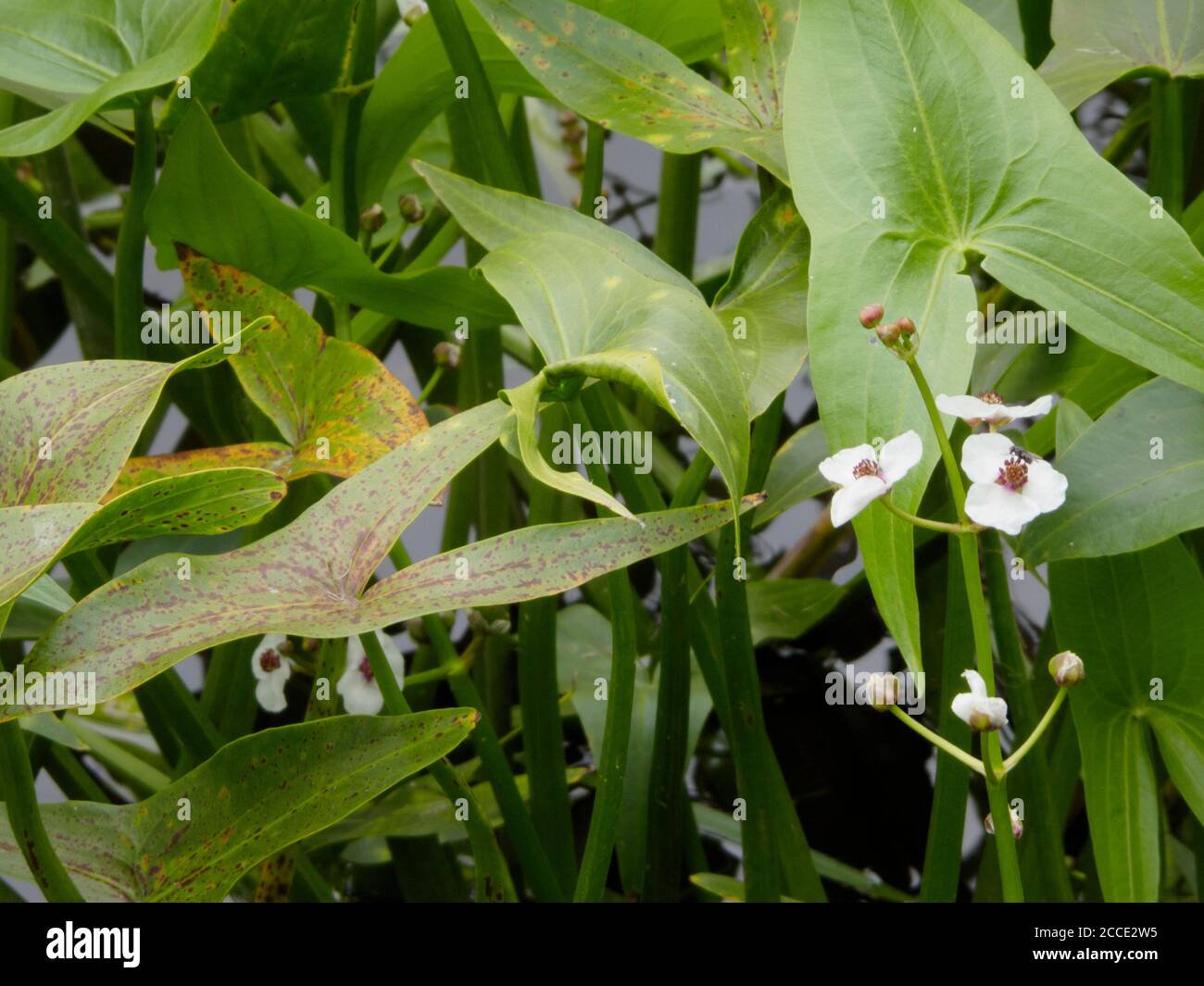 Arrowhead Aquatic Plant in Flower ( Sagittaria sagitifolia ) im Sommer, Großbritannien Stockfoto